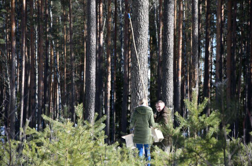  Paukščiai grįžta namo – kaip pasigaminti inkilą pelėdai